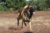 MALINOIS 034